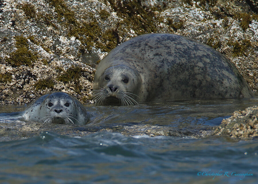 Harbor Seal Parent and Pup, southwest Oregon coast