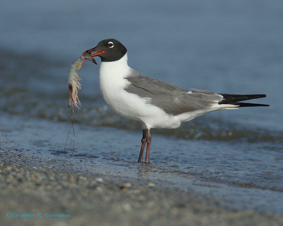 Laughing Gull with White Shrimp, East End, Galveston Island, Texas