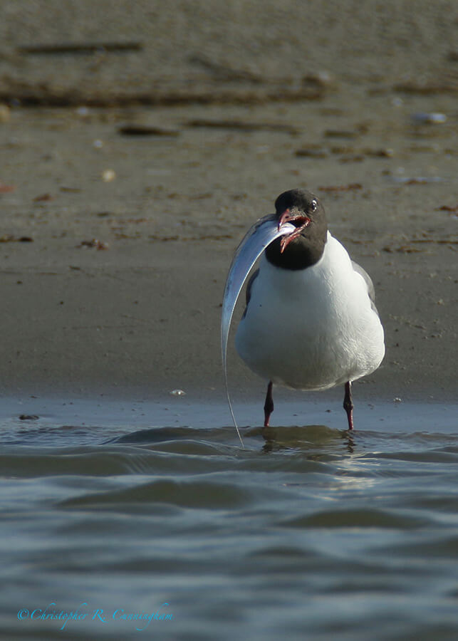 Laughing Gull with Cutlassfish, East End, Galveston Island, Texas