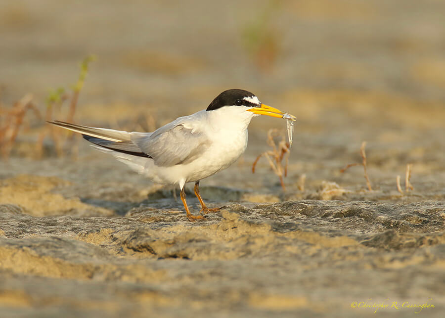 Male Least Tern with Nuptial Gift, East End, Galveston Island, Texas
