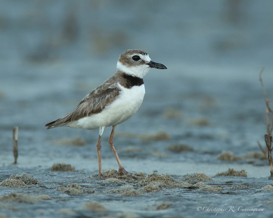 Male Wilson's Plover, East Beach, Galveston Island, Texas