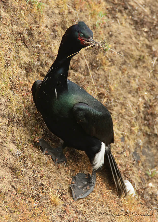 A Pelagic Cormorant Gathers Nesting Materials, Yaquina Head, Oregon