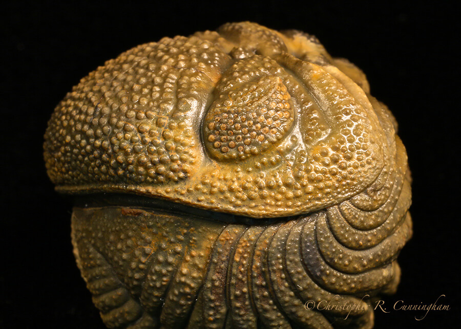 Phacops speculator, Devonian Period, Morocco