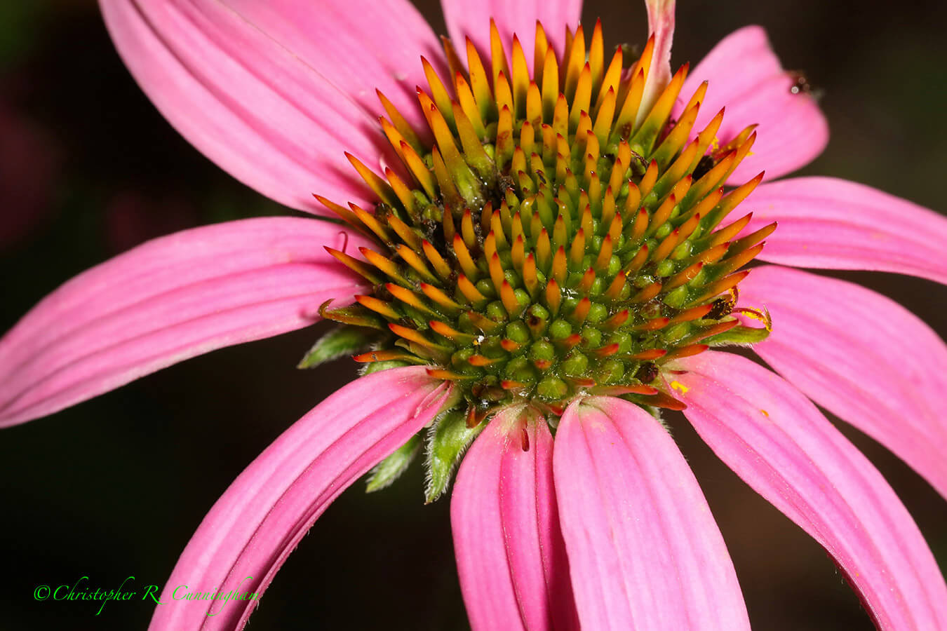 Purple Coneflower, Central Texas