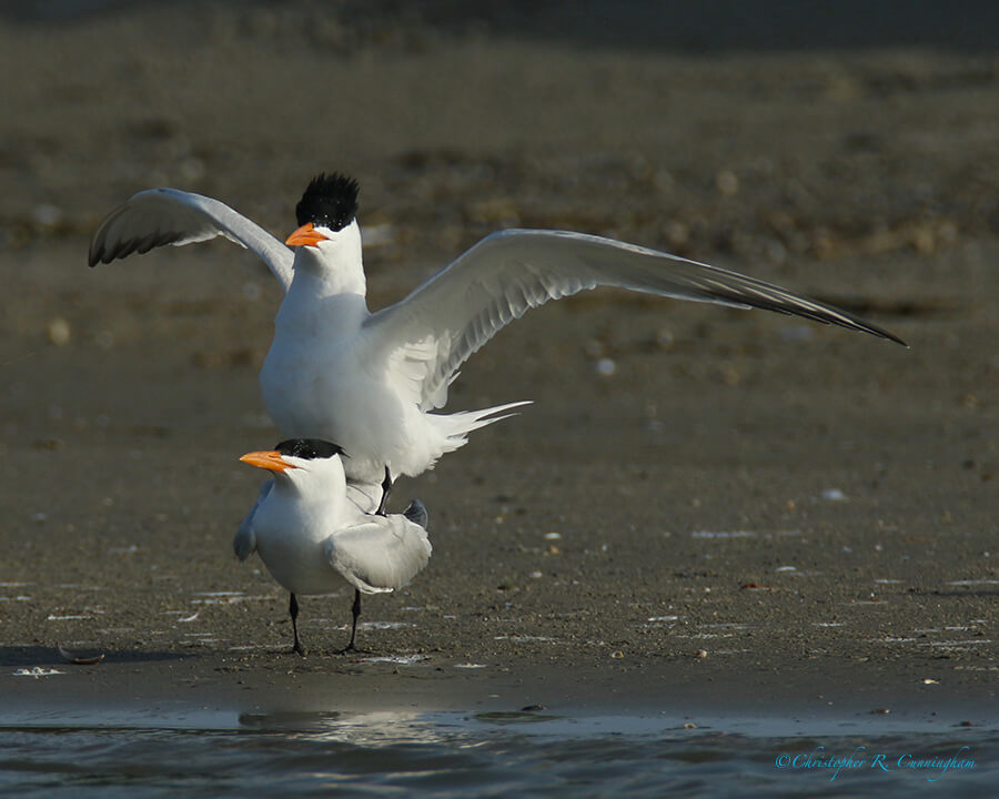 Mating Royal Terns, East End, Galveston Island, Texas