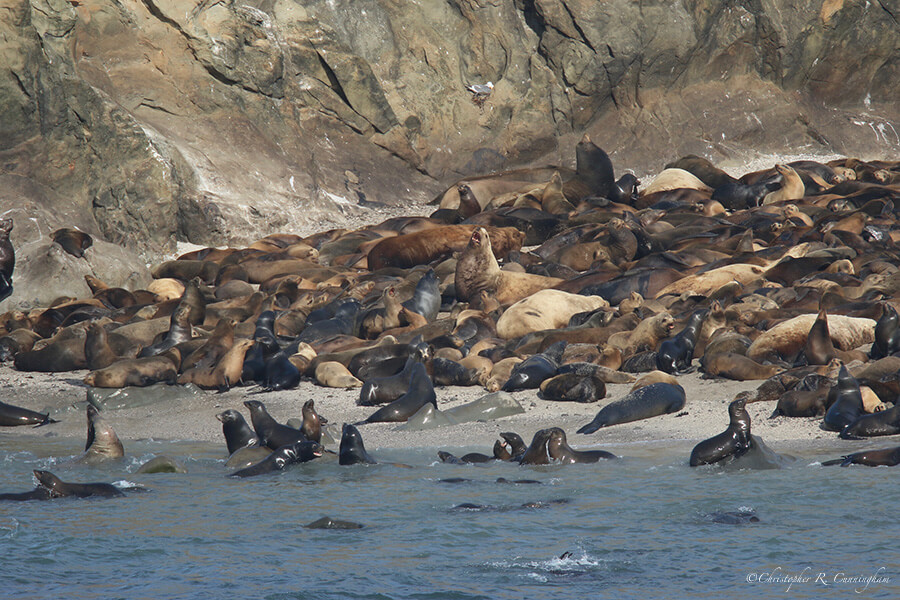 Sea Lion Haul-out, Simpson Reef, Cape Arago State Park, Oregon