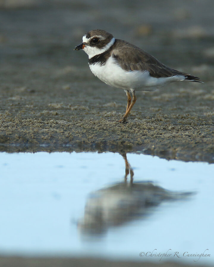 Semipalmated Plover, East Beach, Galveston Island, Texas