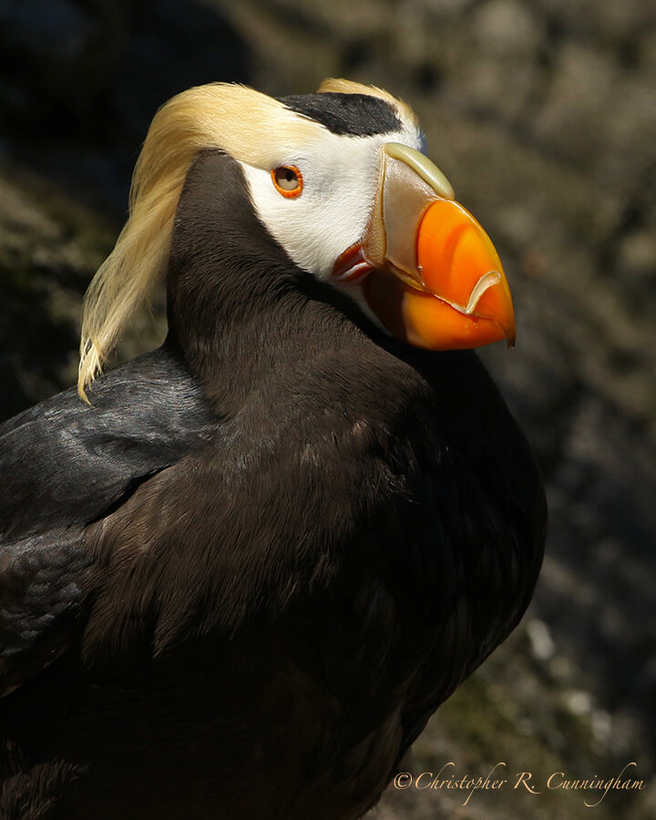 Tufted Puffin, Oregon State Aquarium, Newport, Oregon