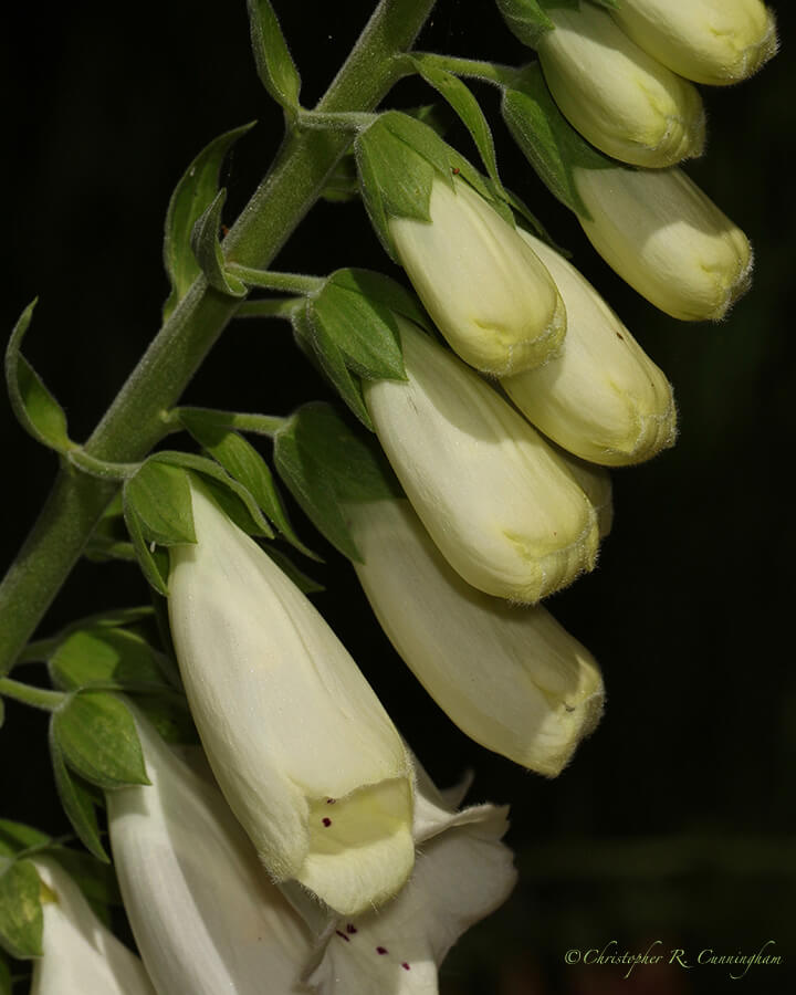 White True Foxglove (Digitalis sp.), Harris Beach State Park, Oregon