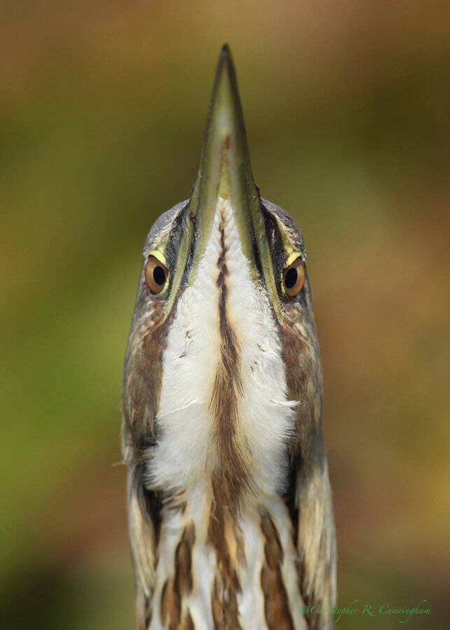 American Bittern, Pilant Lake, Brazos Bend State Park, Texas