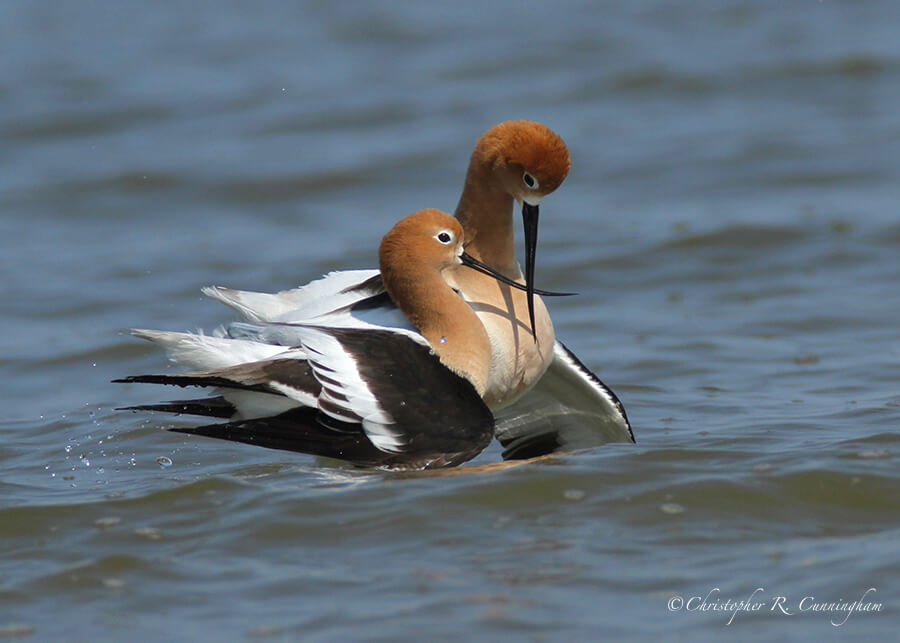 American Avocet Courtship Behavior, East End, Galveston Island, Texas