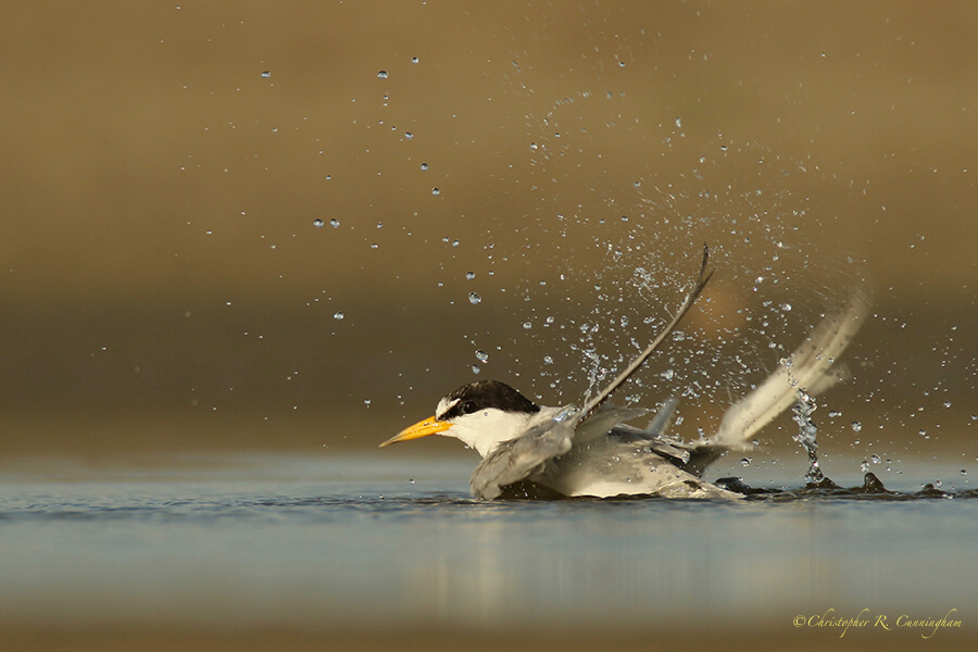 Bathing Least Tern (Breeding), East Beach, Galveston Island, Texas