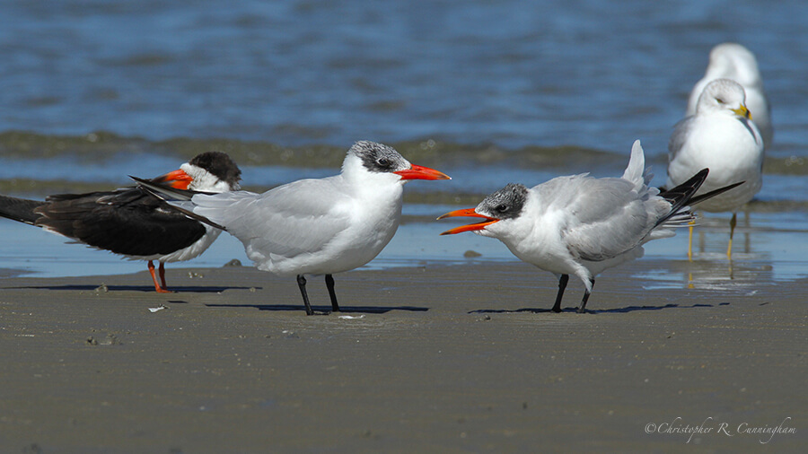 A Young Caspian Tern Begs Adult for Food, East End, Galveston Island, Texas