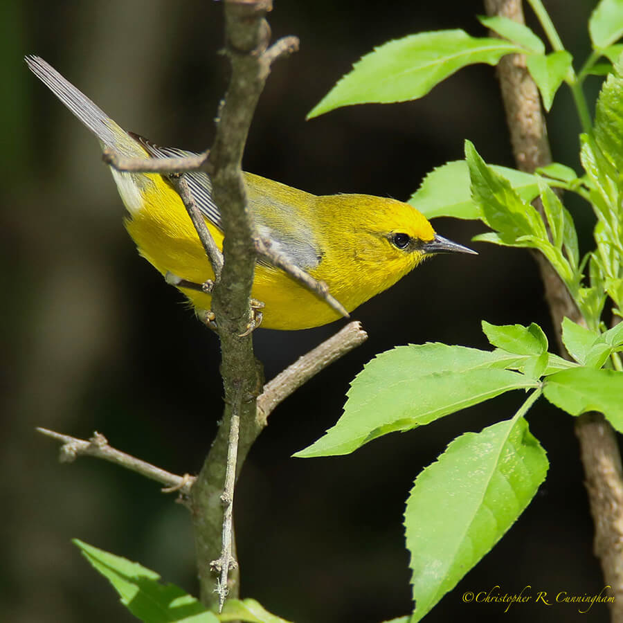Tennessee Warbler During Spring Migration, Catholic Cemetery, Dauphin Island, Alabama