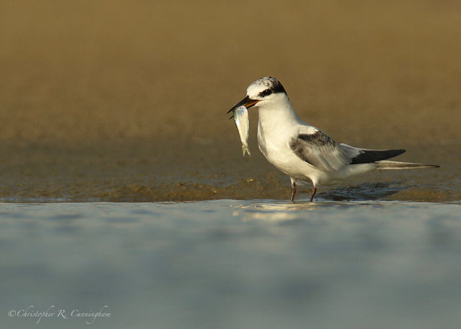 Common(?) Tern with fish, East Beach, Galveston Island, Texas