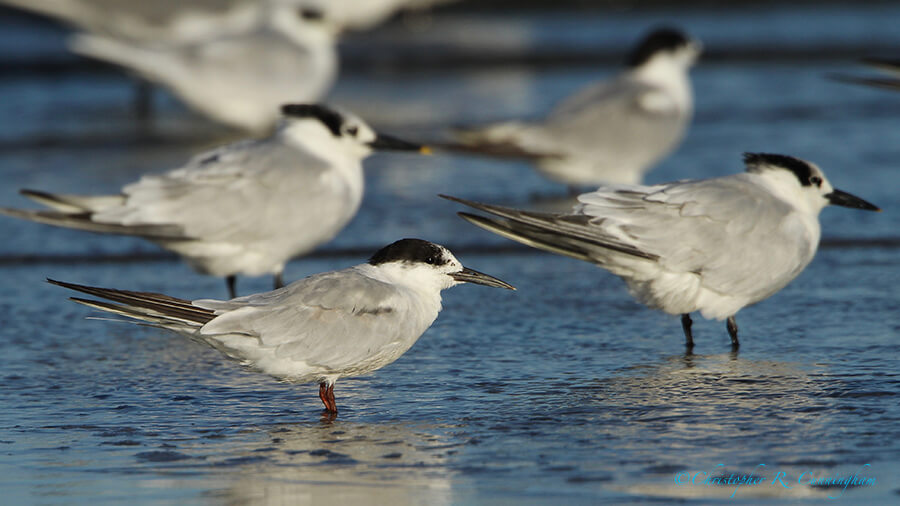 Common Tern, East End, Galveston island, Texas