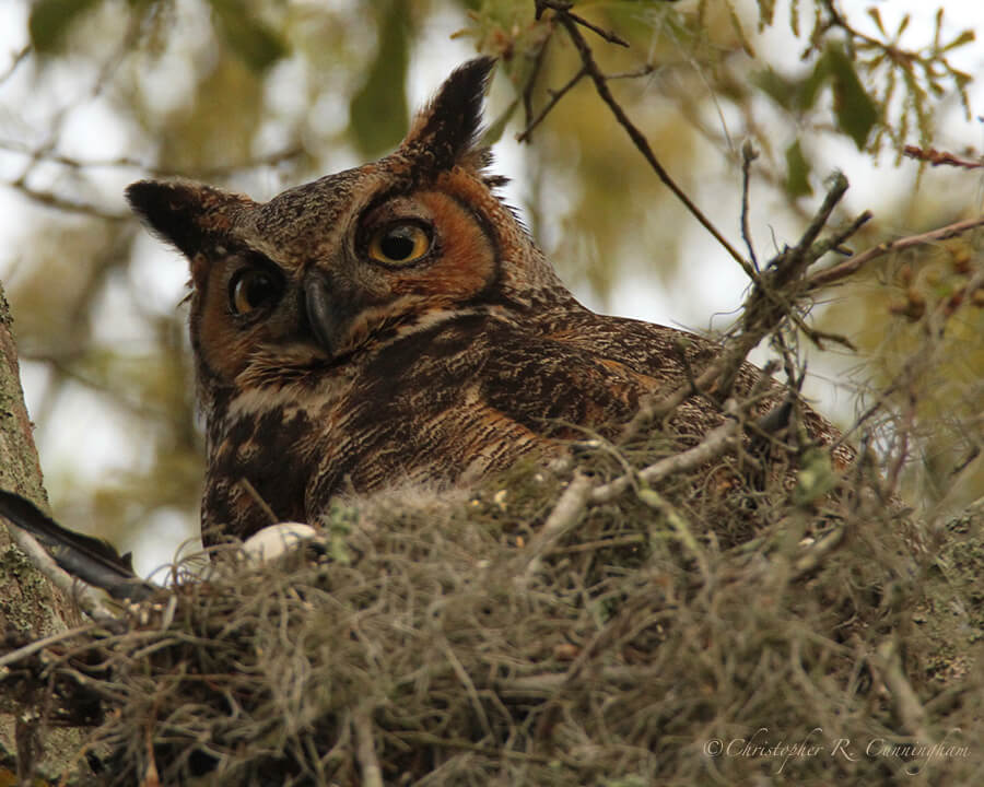 Nest-sitting Great Horned Owl at Dawn, 40-acre Lake, Brazos Bend State park, Texas