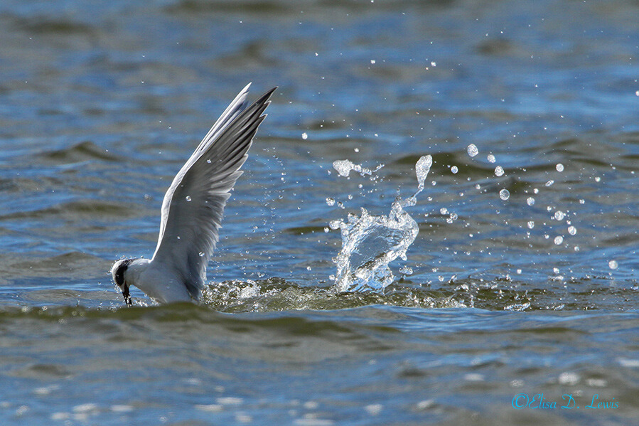 Diving Forster's Tern, San Luis Pass, Galveston Island, Texas