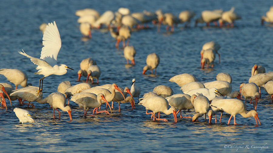 A Mixed flock of Water Birds Drives a School of Small Fish Across the Shallows, lagoon behind Bryan Beach, Texas