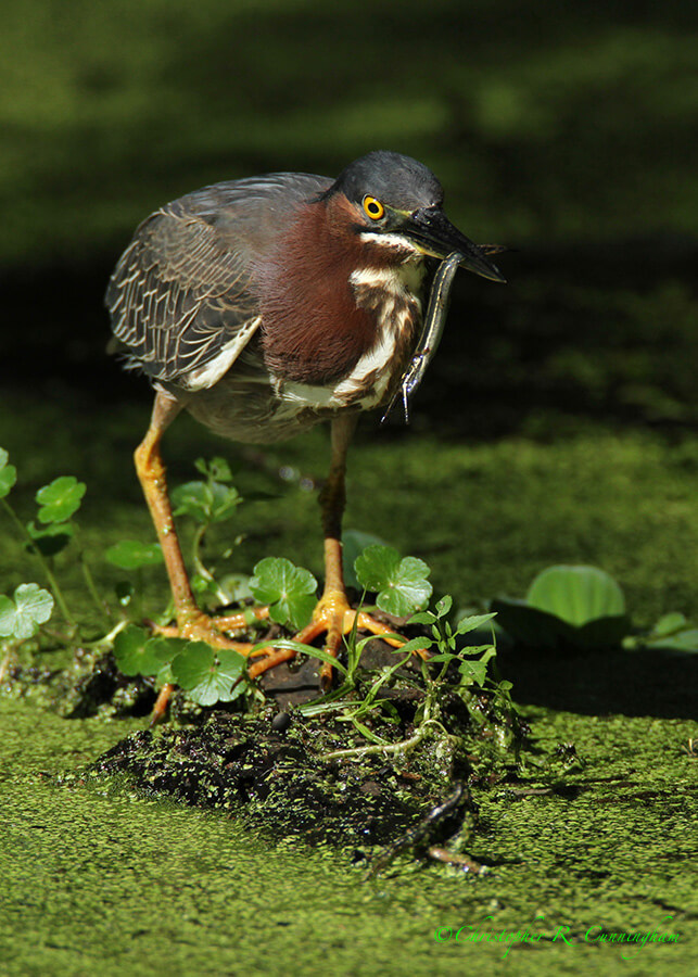 Green Heron with Gar Fingerling, Pilant Lake, Brazos Bend State Park, Texas