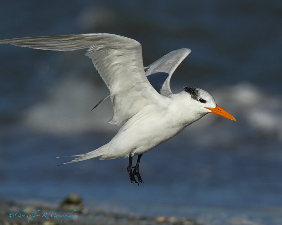 Landing Royal Terns, East End, Galveston Island, Texas