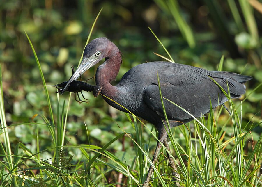 Little Blue Heron with Crawfish, Pilant Lake, Brazos Bend State Park, Texas