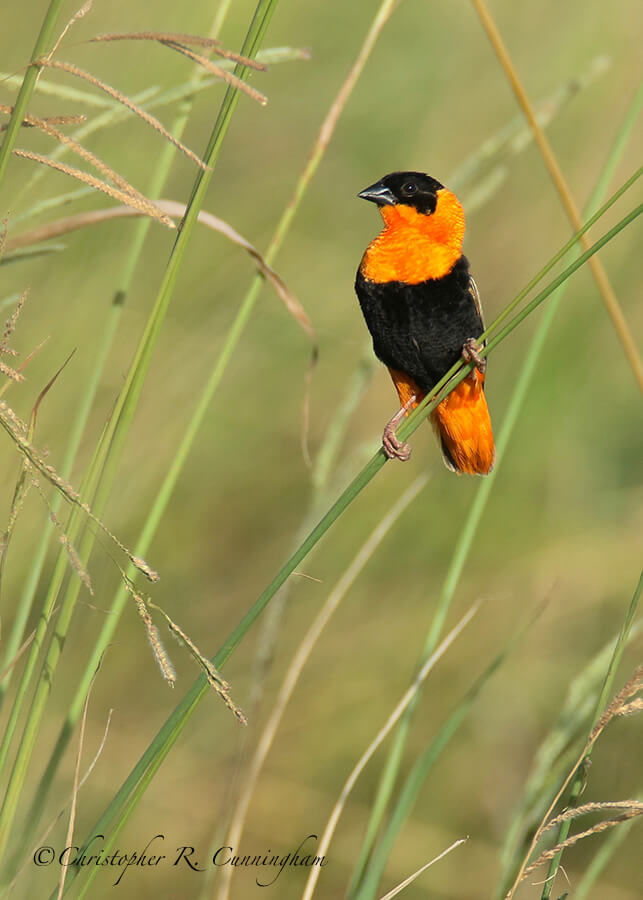 Male Northern Orange Bishop, Buffalo Run Park, Missouri City, Texas