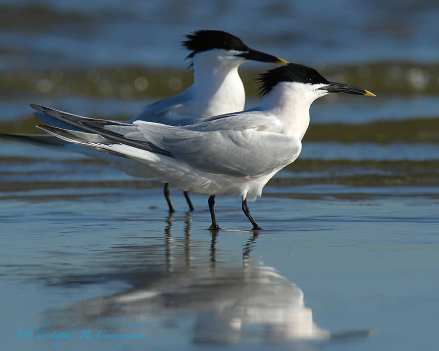 Sandwich Tern Mated Pair, East End, Galveston Island, Texas