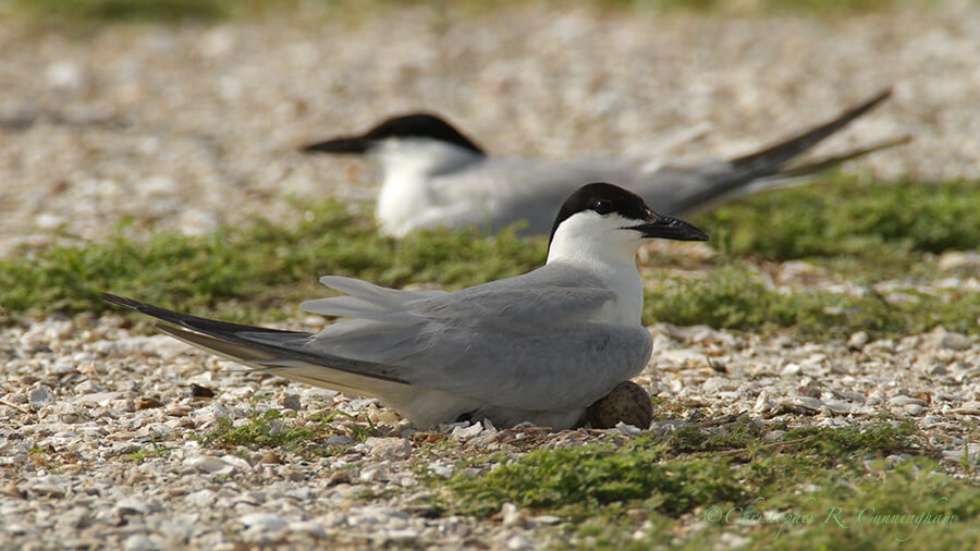 Nest-sitting Gull-billed Terns, Freeport, Texas