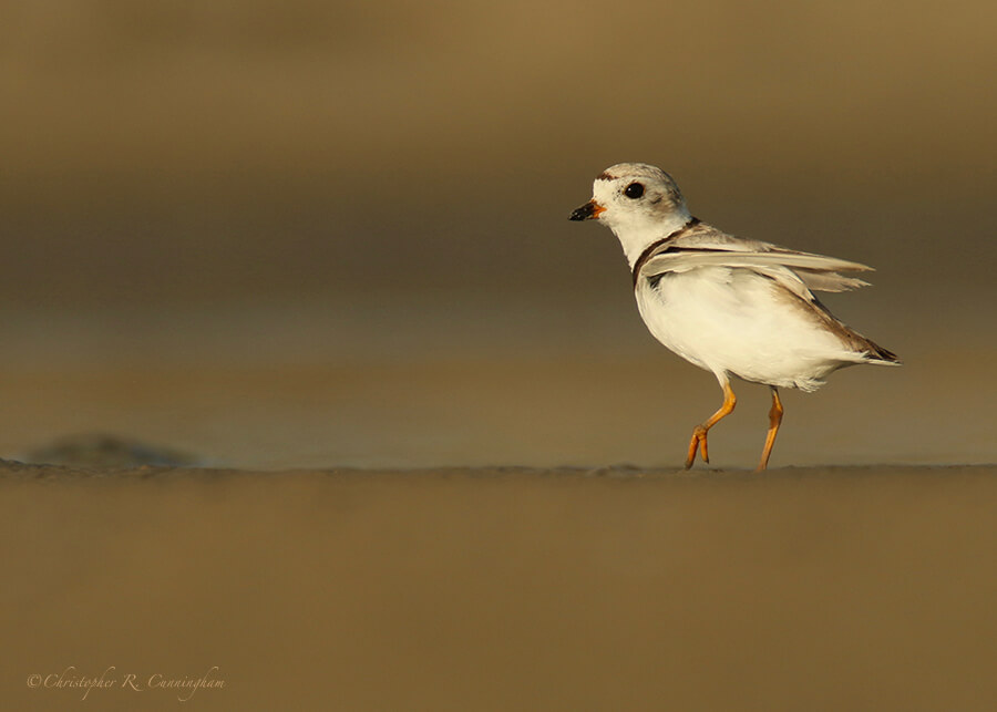 Piping Plover (Breeding), East Beach, Galveston Island, Texas