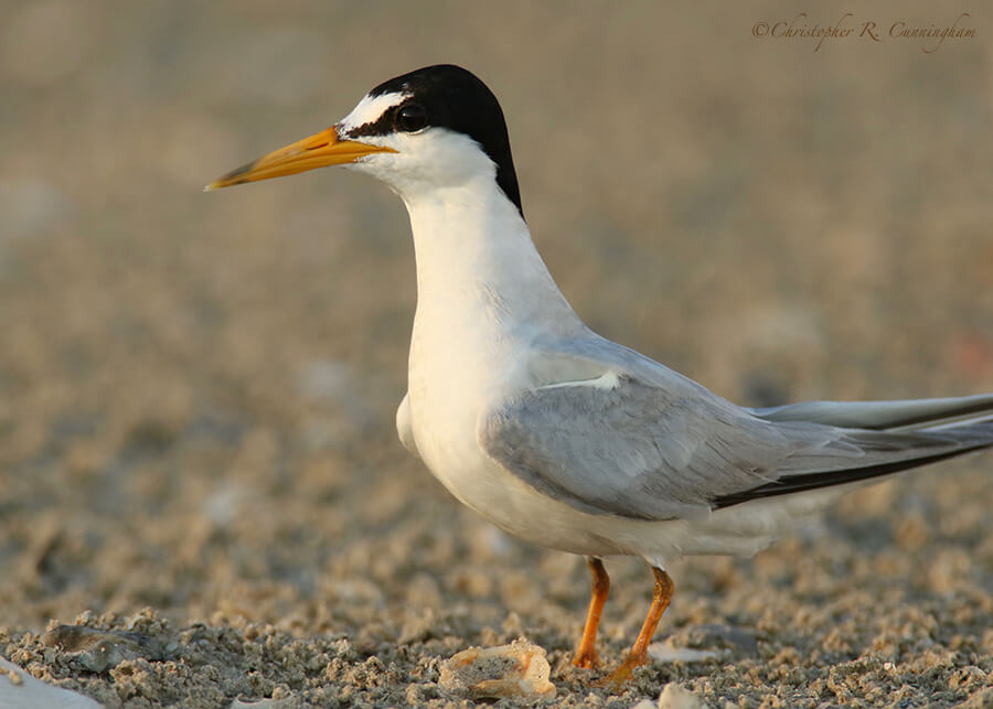 Least Tern Portrait, East Beach, Galveston Island, Texas