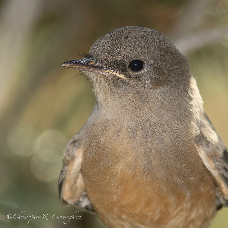 Say's Phoebe, Basin, Big Bend National Park, West Texas