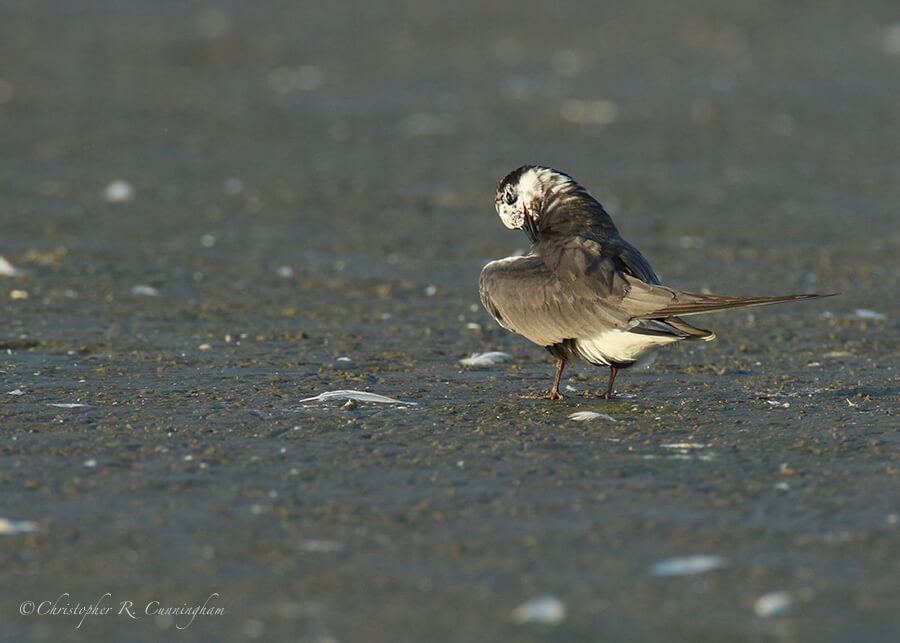 Preening Black Tern, near East Beach Jetty, Galveston Island, Texas