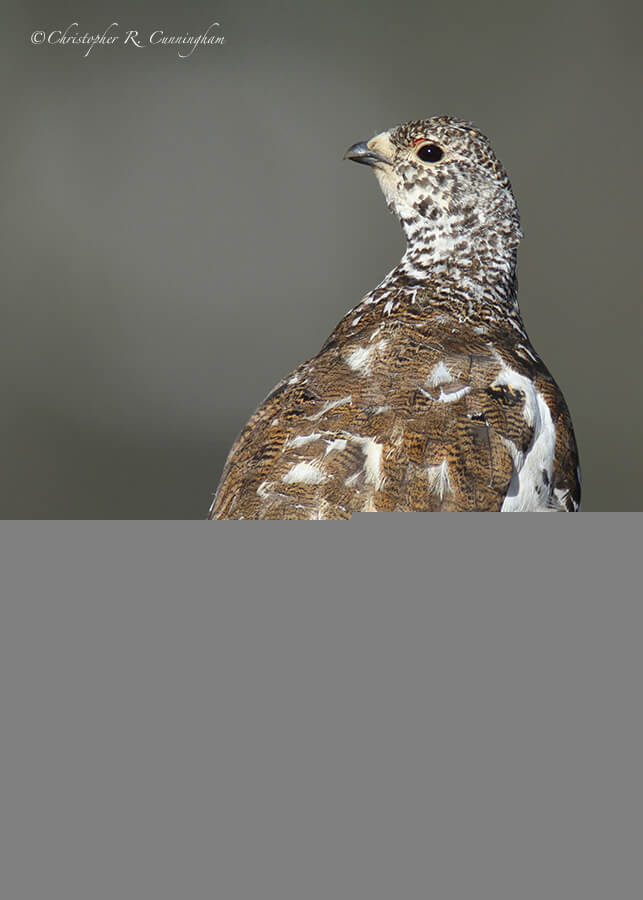 White-tailed Ptarmigan, Rocky Mountain National Park, Colorado