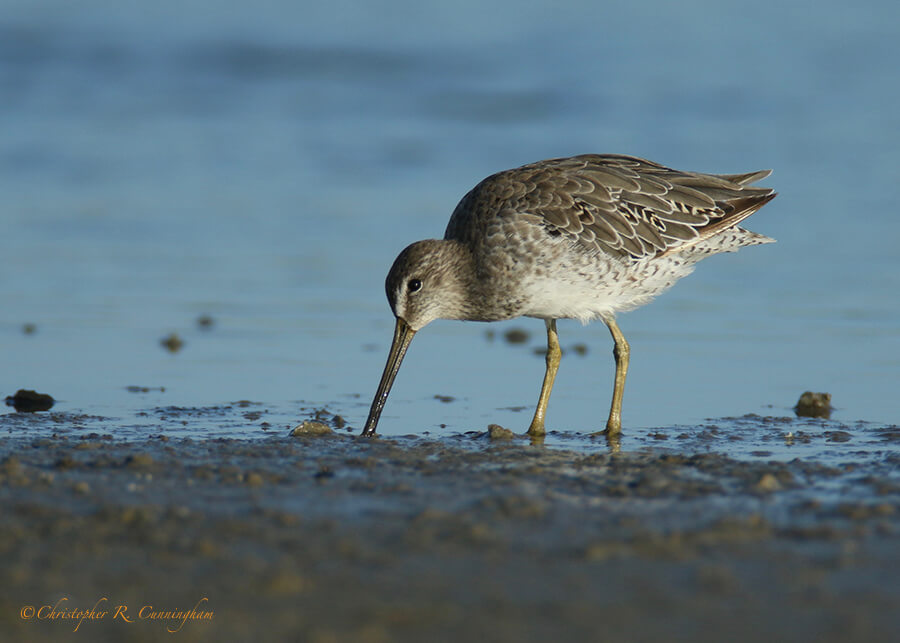 Short-billed Dowitcher, East Beach, Galveston Island, Texas