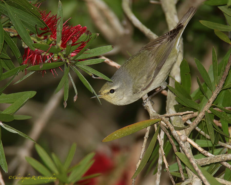 Tennessee Warbler During Spring Migration, Catholic Cemetery, Dauphin Island, Alabama