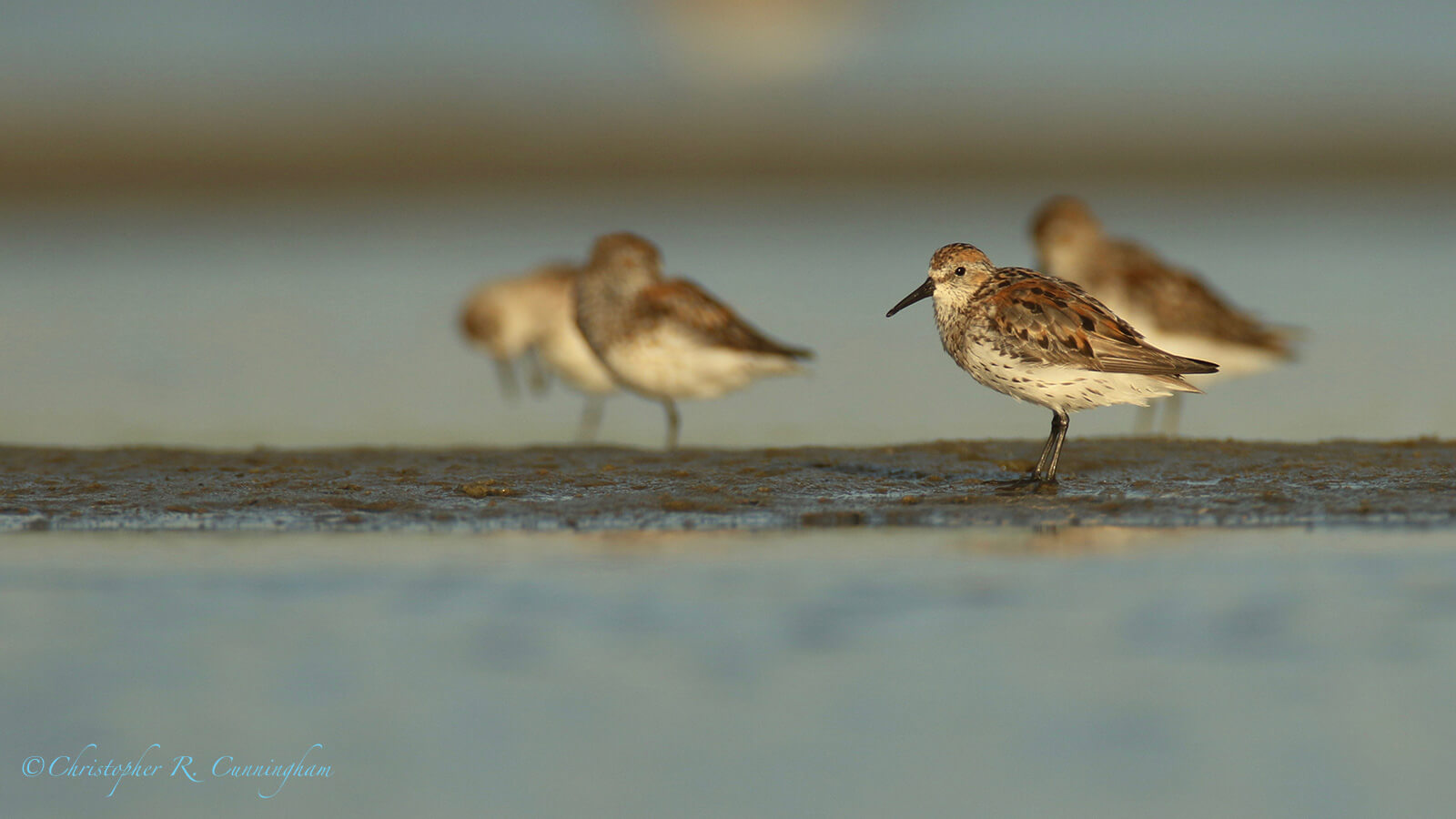 Western Sandpipers (breeding), East Beach, Galveston Island, Texas