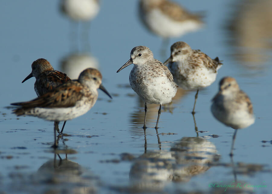 Western Sandpipers, East Beach, Galveston Island, Texas