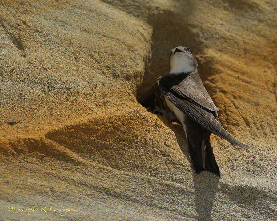 Bank Swallow, Oregon