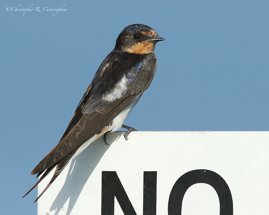 Young Barn Swallow, Buffaloe Run Park, Missouri City, Texas