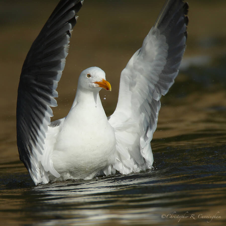 Bathing Western Gull, Oregon