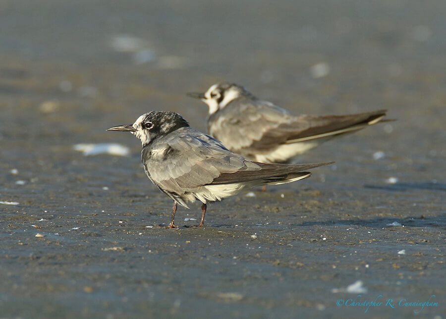 Black Terns, East Beach jetty, Galveston Island, Texas