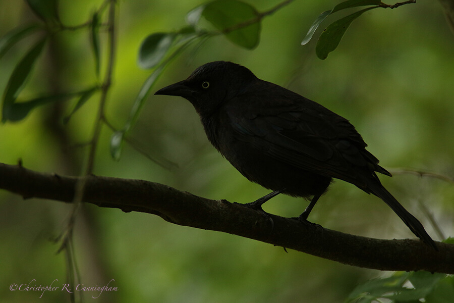 Brewer's Blackbird, Shell Mound Park, Dauphin Island, Alabama