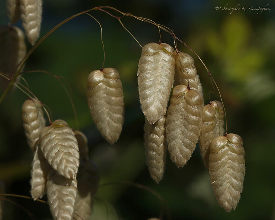 Briza maxima (greater quaking-grass), Oregon