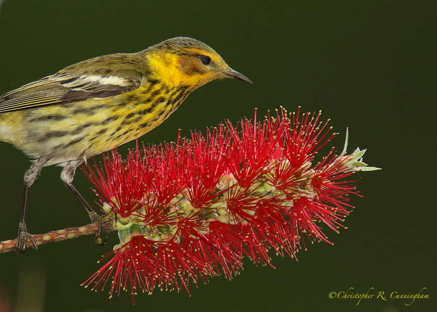 Cape May Warbler on Bottlebrush Tree, Catholic Cemetery, Dauphin Island, Alabama