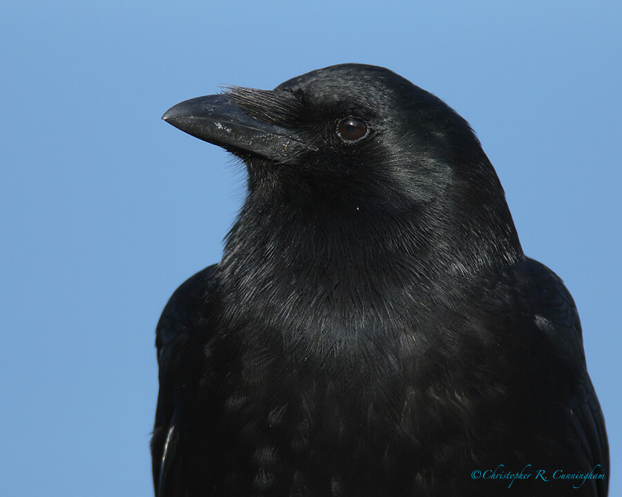 Crow, Cape Arago, Oregon