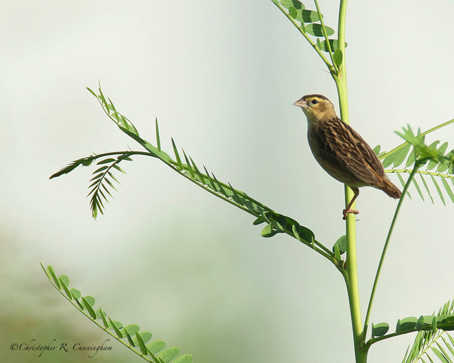 Female Orange Bishop, Buffalo Run Park, Missouri City, Texas