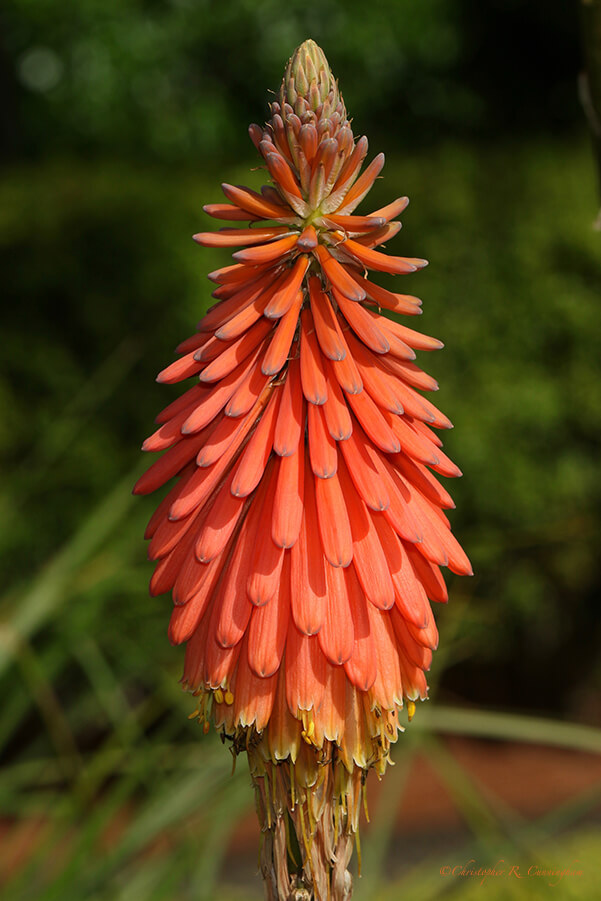 Red Hot Poker Plant, Southwest Oregon