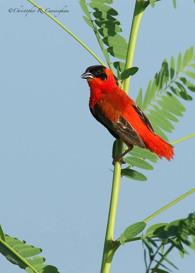 Redder Male Orange Bishop, Buffalo Run Park, Missouri City, Texas