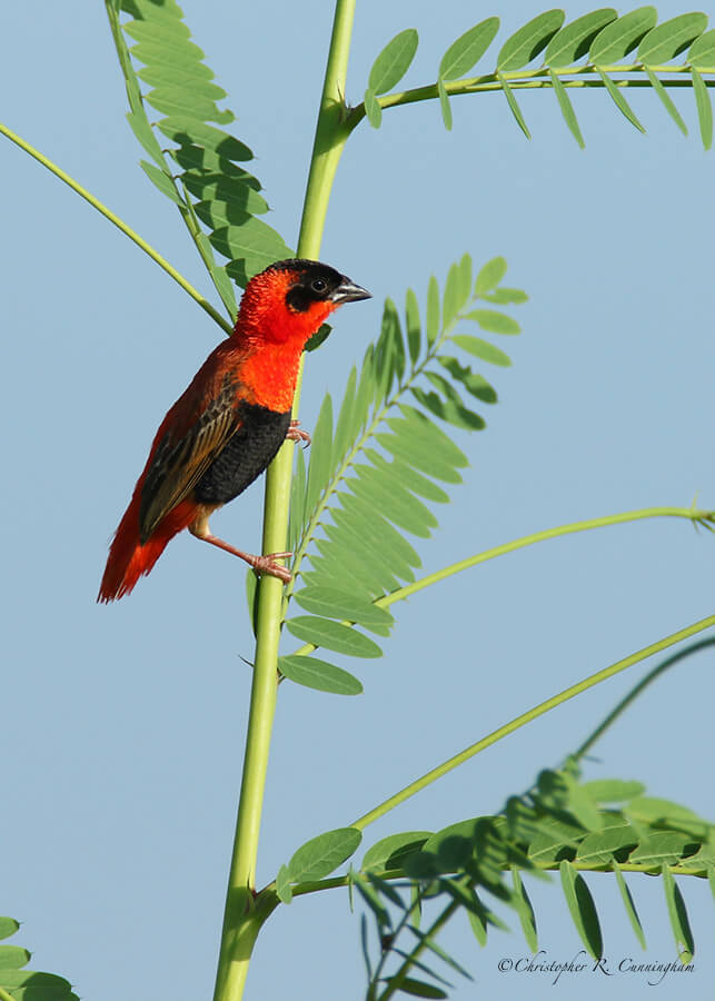 Redder Male Orange Bishop, Buffalo Run Park, Missouri City, Texas